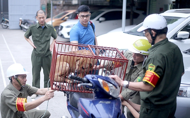 UBND thành phố chỉ đạo các xã, phường tăng cường quản lý đàn chó nuôi và xử lý chó thả rông