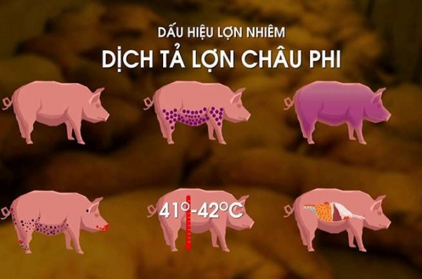 dich ta lon Chau Phi 1