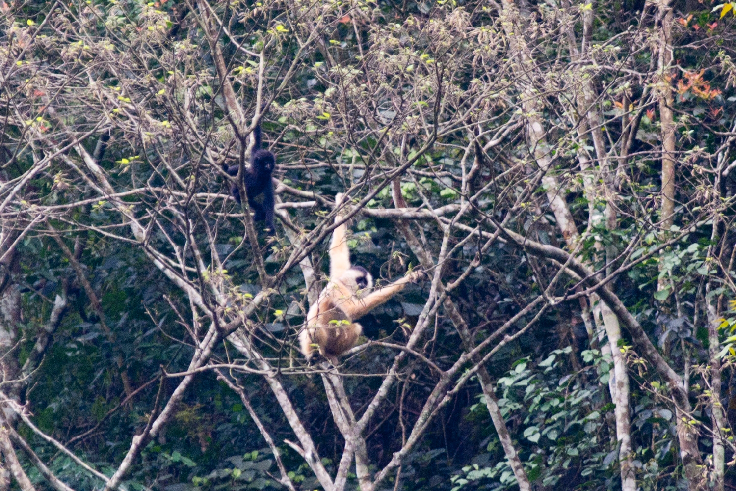 Cao Vit Gibbon in the conservation area - Hoàng Đức Thọ