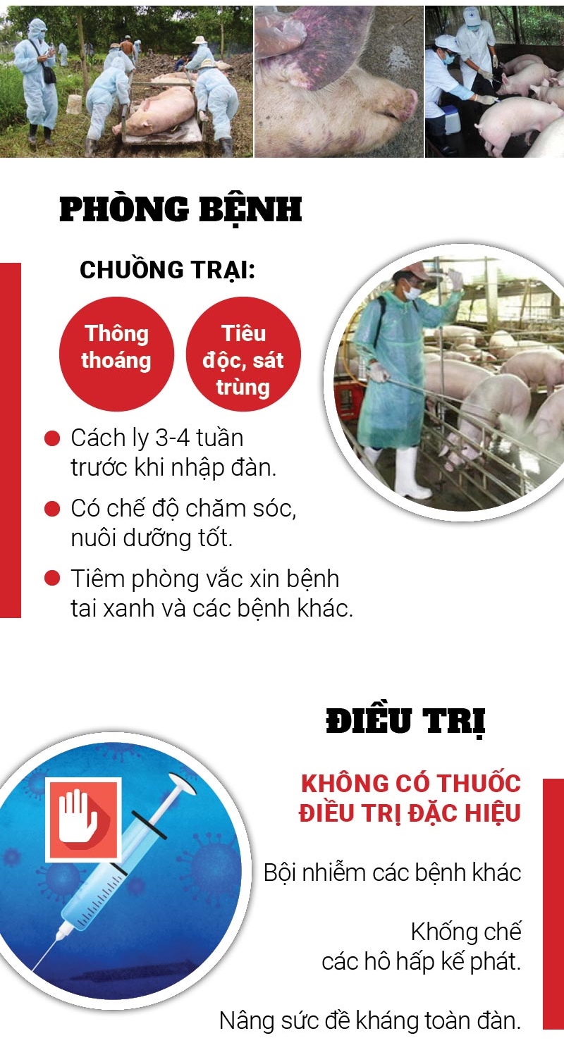 Infographic Heo tai xanh htx 04 1543807870 width800height1638 (1)