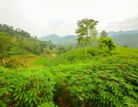 Chu-Trinh-30c-1.jpg